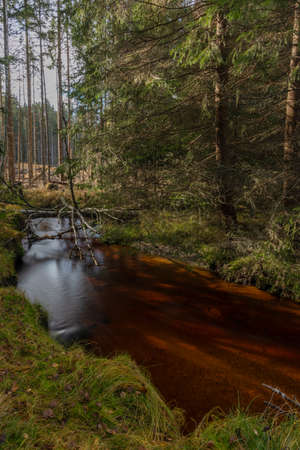 Jezerni creek in autumn color morning with red water and green beautiful forest in national park Sumavaの写真素材