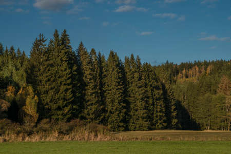 Color sunny forest with pine and spruce tree in sunset evening near Utery town in Czech republicの写真素材