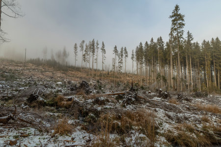 Forest near Konsky creek in National park Sumava with cascade and waterfall in winter sunny cold dayの写真素材