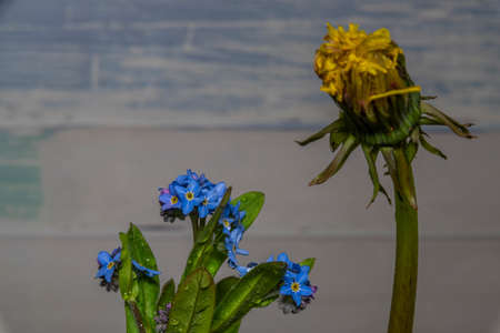 Color indoor view on blue and yellow flowers with color dark backgroundの写真素材