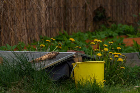 Dandelion flower on spring green fresh garden with grass and fruit treesの写真素材