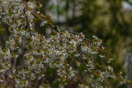 Blackbird singing on cherry tree branch with white bloom in fresh spring sunny day