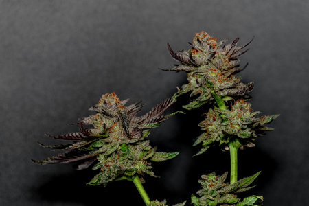 Ripened French cookies black violet variety of medicinal marijuana with black and gray backgroundの写真素材