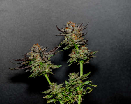 Ripened French cookies black violet variety of medicinal marijuana with black and gray backgroundの写真素材
