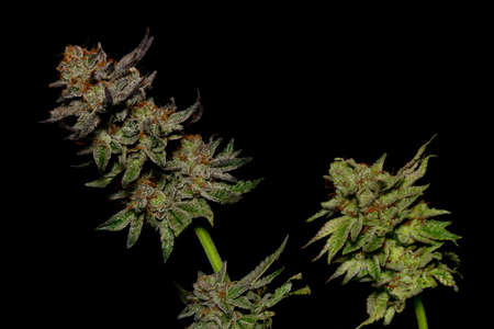 Ripened French cookies black violet variety of medicinal marijuana with black and gray backgroundの写真素材