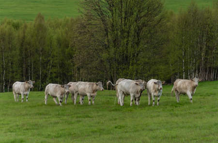 White cows with golden suit on green pasture land near Nejdek town in Krusne mountainsの写真素材