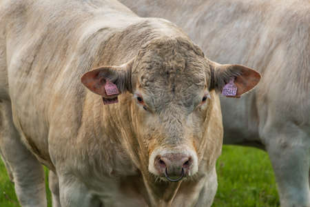 White cows with golden suit on green pasture land near Nejdek town in Krusne mountainsの写真素材