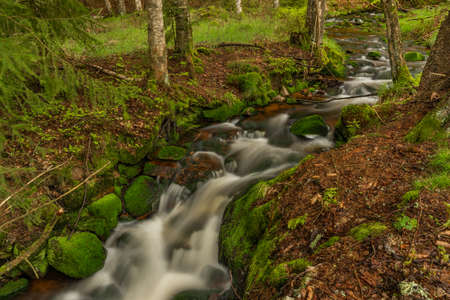 Skrivan color creek in Krusne mountains in spring morning after cold rainの写真素材