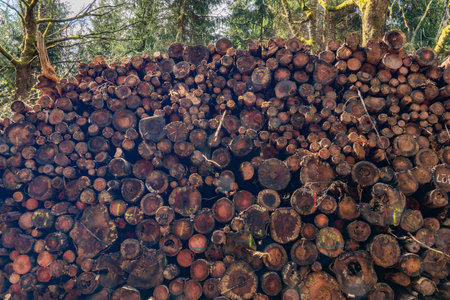 Fallen trees after wind and beetle attack in Krusne mountains in spring color day