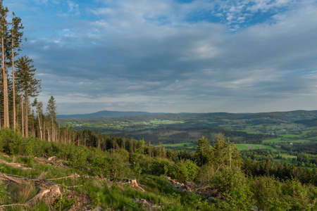 Fallen trees after bark beetle atack in Sumava national park in spring evening