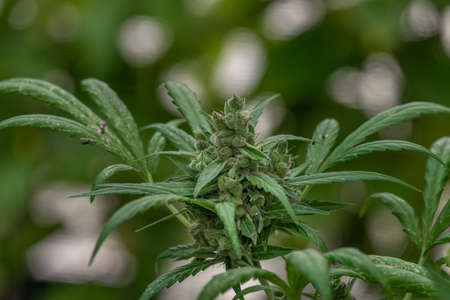 Ripened green marijuana flower Critical OG variety in greenhouse in summer day