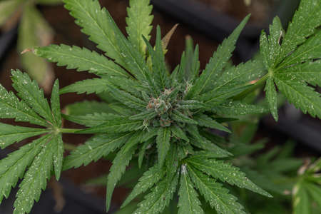 Ripened green marijuana flower Critical OG variety in greenhouse in summer day