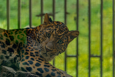 Leopard head with green yellow background in summer sunny dayの写真素材