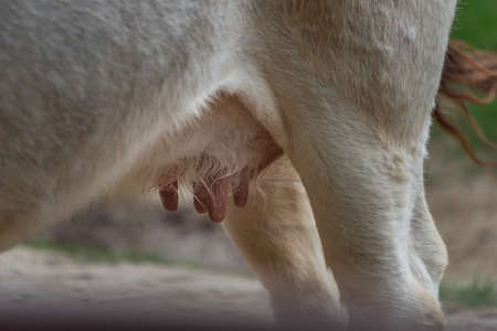 Hungarian live stock in east Slovakia in zoo in dark cloudy dayの写真素材