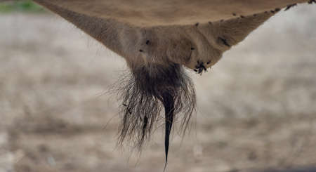 Hungarian live stock in east Slovakia in zoo in dark cloudy dayの写真素材