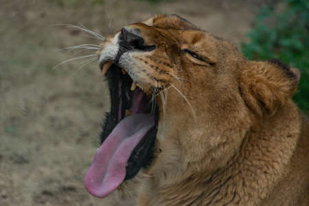 Lioness orange head after sleeping in summer dark dayの写真素材