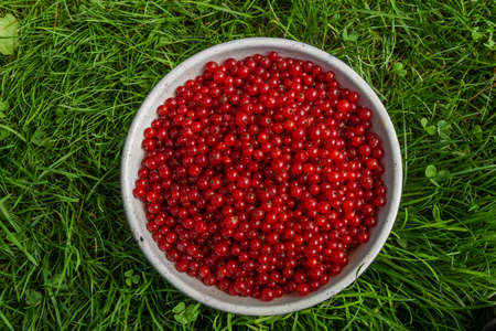 Red currant in white bowl in dark green grassの写真素材