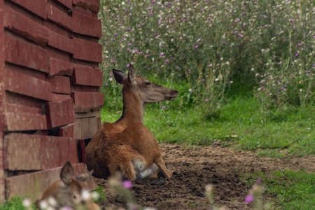 Doe near wooden house with baby animal in summer hot fresh dayの写真素材