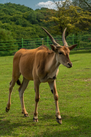 Big antelope with horns on green grass meadow in summer sunny fresh dayの写真素材