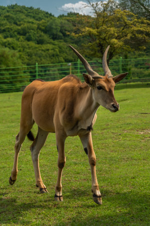 Big antelope with horns on green grass meadow in summer sunny fresh dayの素材 [FY310175339907]