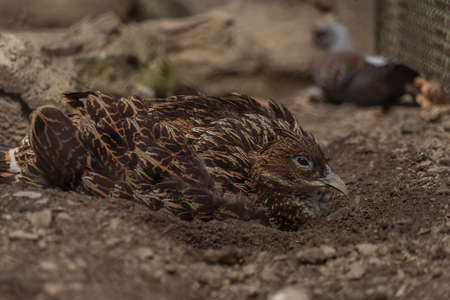 Birds in ZOO in cages in summer hot sunny fresh dayの写真素材