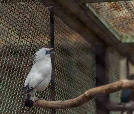 Birds in ZOO in cages in summer hot sunny fresh dayの写真素材