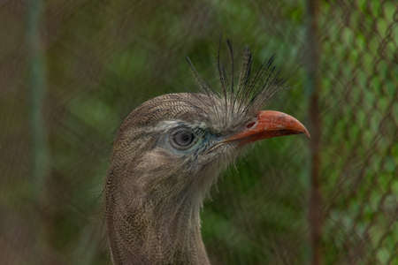 Birds in ZOO in cages in summer hot sunny fresh dayの写真素材