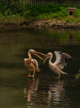 Pelican pink bird in black lake in summer sunny hot dayの写真素材