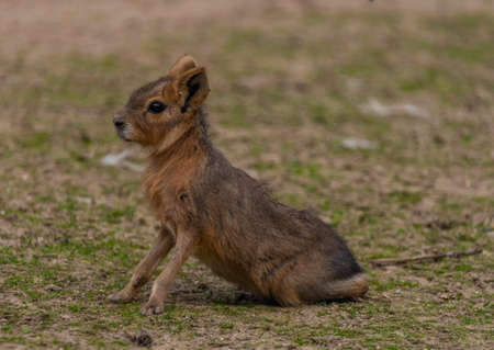 Dolichotis patagonum animal on dry meadow in summer hot dayの写真素材