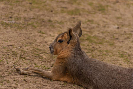Dolichotis patagonum animal on dry meadow in summer hot dayの写真素材