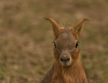 Dolichotis patagonum young animal on dry meadow in summer hot dayの写真素材
