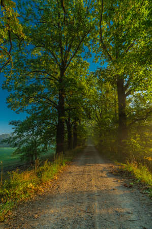 Color morning south Bohemia alley with leaf trees in autumn sunny morningの写真素材