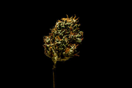 Dry marijuana color green color bloom on white backgroundの写真素材