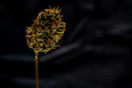 Dry marijuana color green color bloom on white backgroundの写真素材