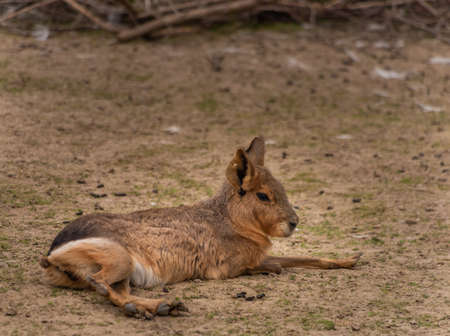 Dolichotis patagonum young animal on dry meadow in summer hot dayの写真素材