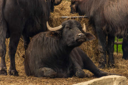 Water bulls with big horns lying on dirty brown groundの写真素材