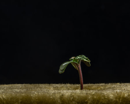 Very young color wet plant of marijuana flower with black backgroundの写真素材
