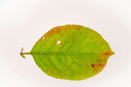 Black rowanberry color fresh autumn leaf on white backgroundの写真素材