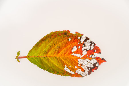 Black rowanberry color fresh autumn leaf on white backgroundの写真素材