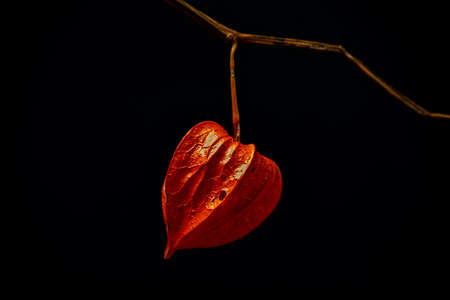 Physalis medicinal flower red bloom with black background interiorの写真素材
