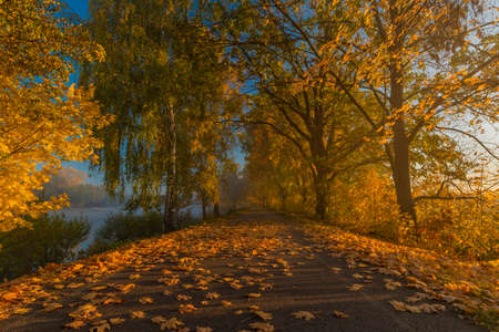 Cycle route with color autumn trees in fresh foggy sunrise beautiful morningの写真素材