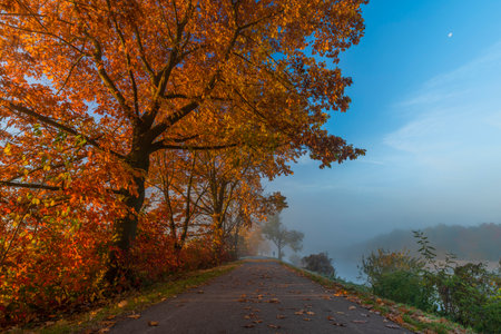 Cycle route with color autumn trees in fresh foggy sunrise beautiful morningの写真素材
