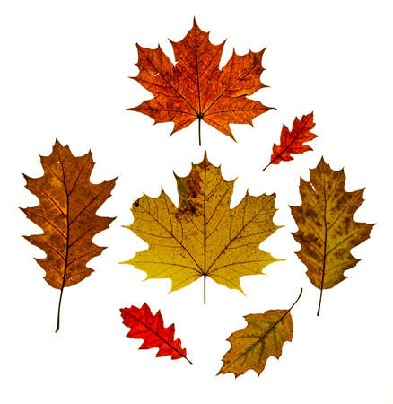 Mix of color fresh autumn leaf on white background