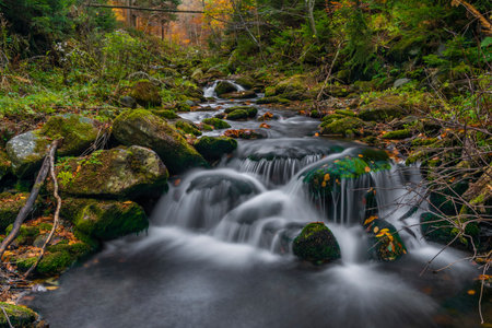 Sumny creek in autumn wet morning in Jeseniky mountains