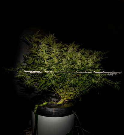 Color SAGE variety of marijuana flower in white scrog net with black backgroundの写真素材