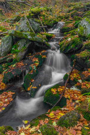 Sumny creek in autumn wet morning in Jeseniky mountains