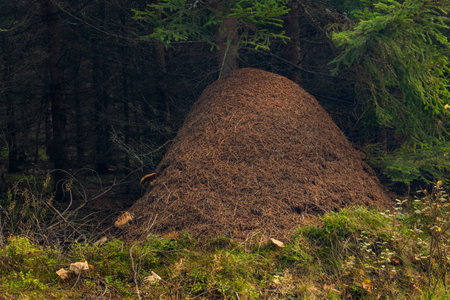 Big anthill in south Bohemia forest in autumn color cloudy dayの写真素材
