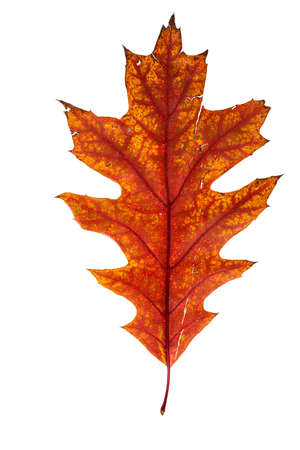 Mix of color fresh autumn leaf on white background