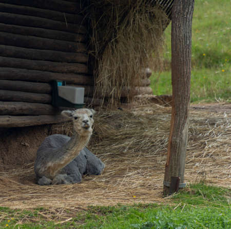 Lama on green grass in hot sunny summer fresh color day in Slovakiaの写真素材