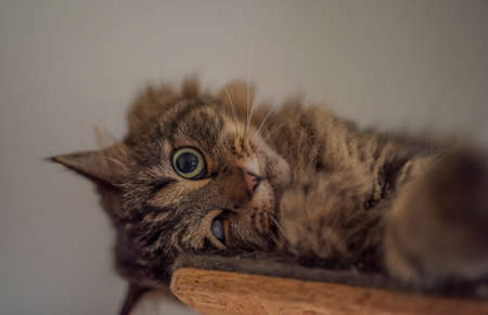 Tabby brown gray cat with long ears and green beautiful eyesの写真素材